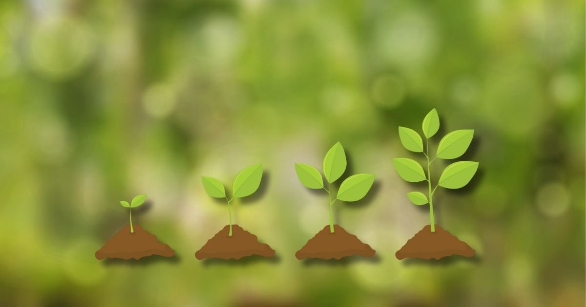 Our Flourishing Forest - Plant a Tree 🌱 Today